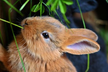 うさぎに牧草をあげるときに気を付けたいこと