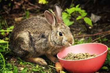 うさぎのペレット　選び方