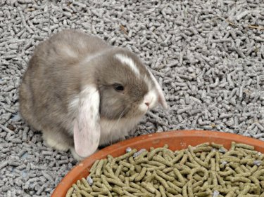 ペレットを食べるロップイヤーうさぎ