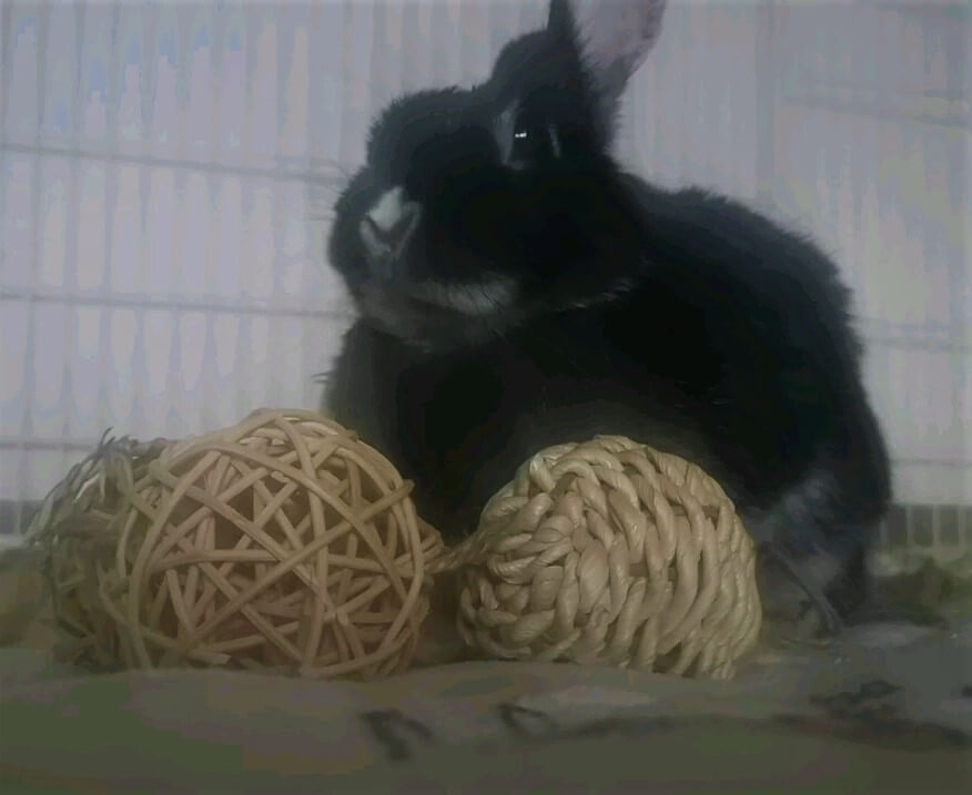 耳をすませるうさぎ