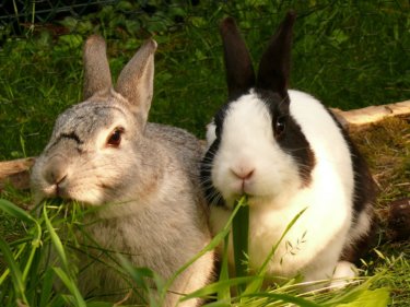 何が原因？うさぎが突然、牧草を食べなくなる理由