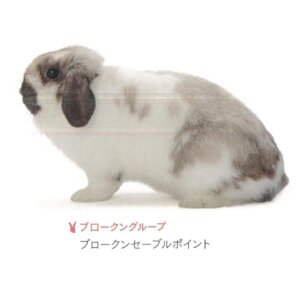 ブロークンセーブルポイント