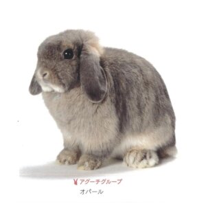 オパールアグーチ