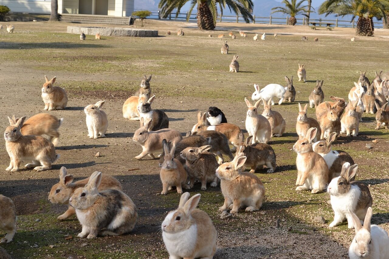 うさぎ島のうさぎ