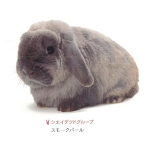 シェイデッドスモークパール