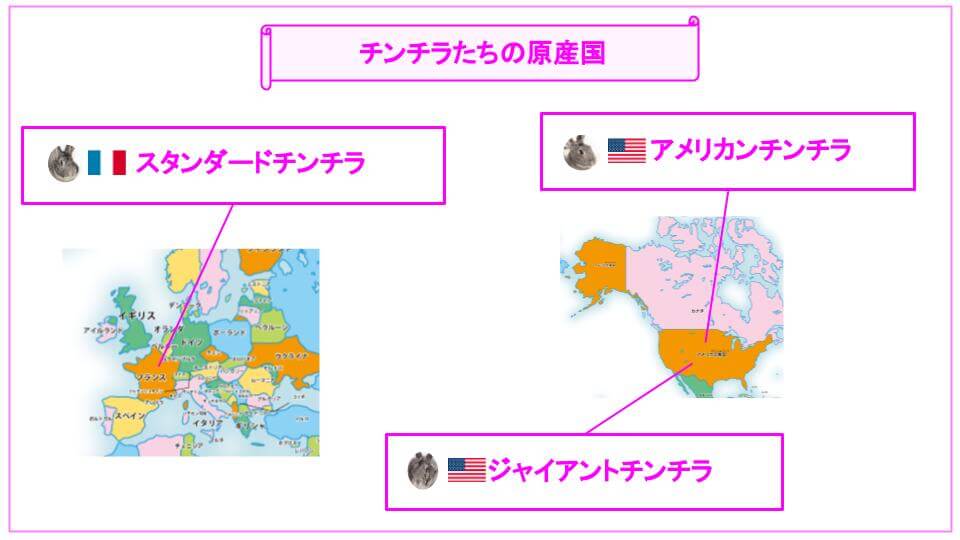 チンチラの原産国