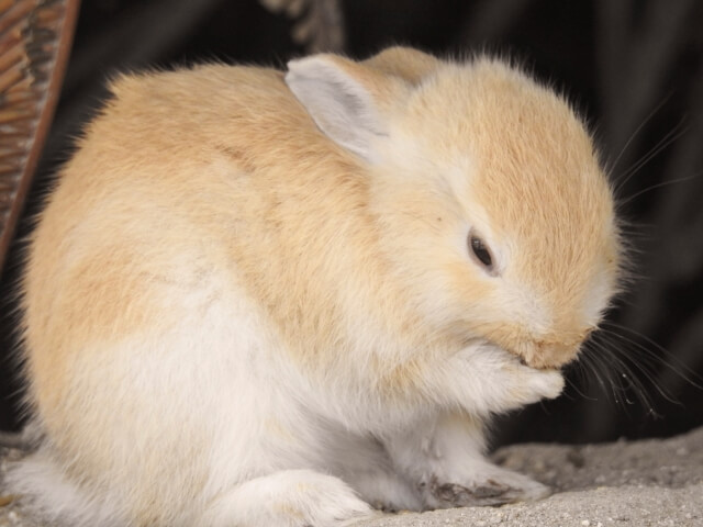 うさぎってなついてくれるの うさブログ