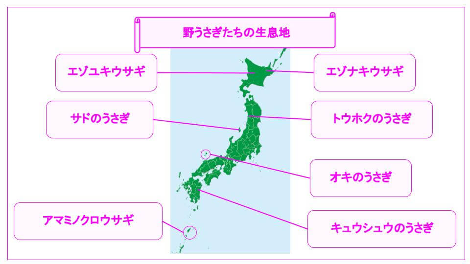 こんなにたくましい 日本の野うさぎたち うさブログ