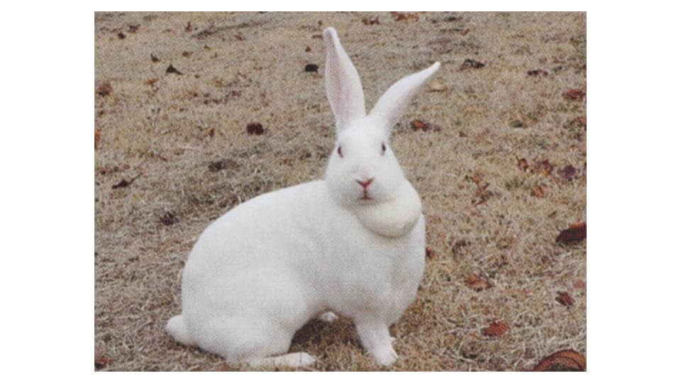 ジャパニーズホワイト