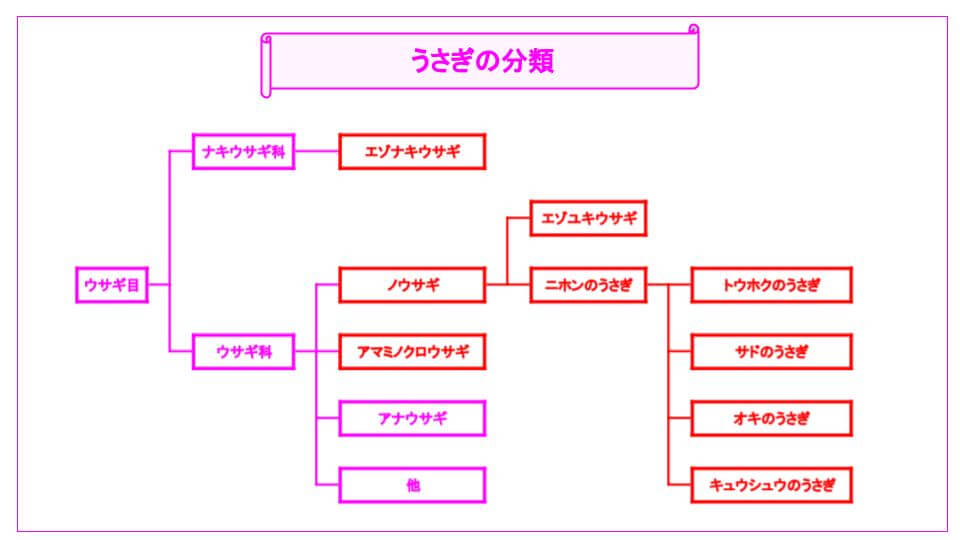 うさぎの分類