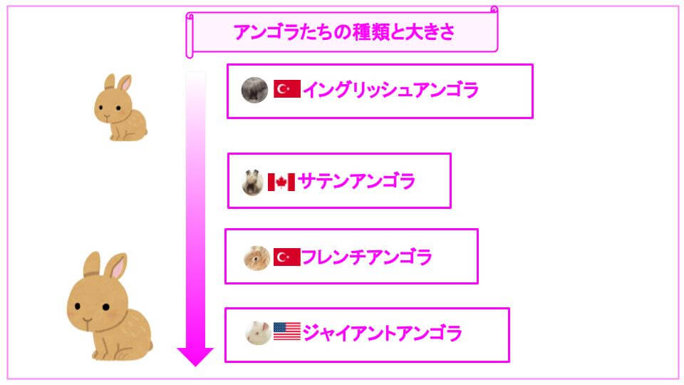 アンゴラの種類と大きさ