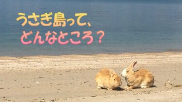 うさぎ島って、どんなところ？