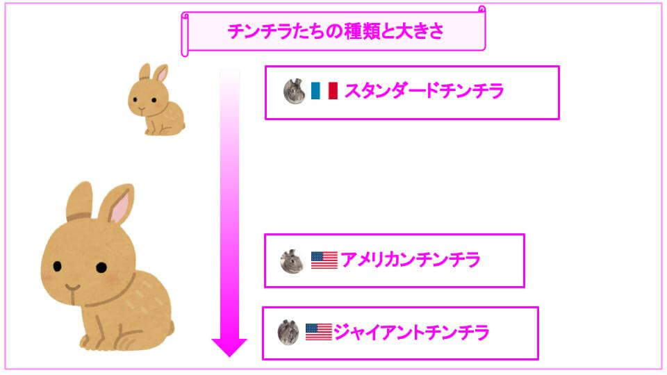 チンチラの種類と大きさ