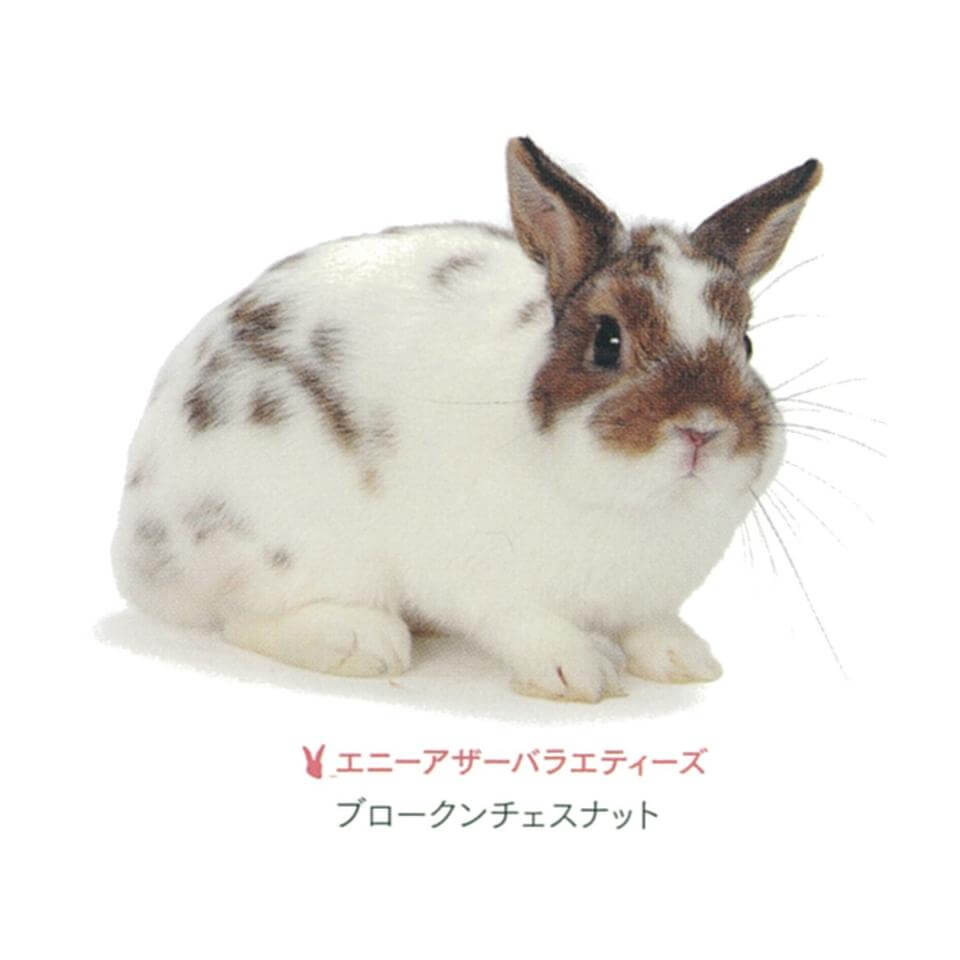 AOV　ブロークンチェスナット