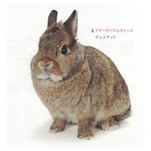 アグーチ　チェスナット