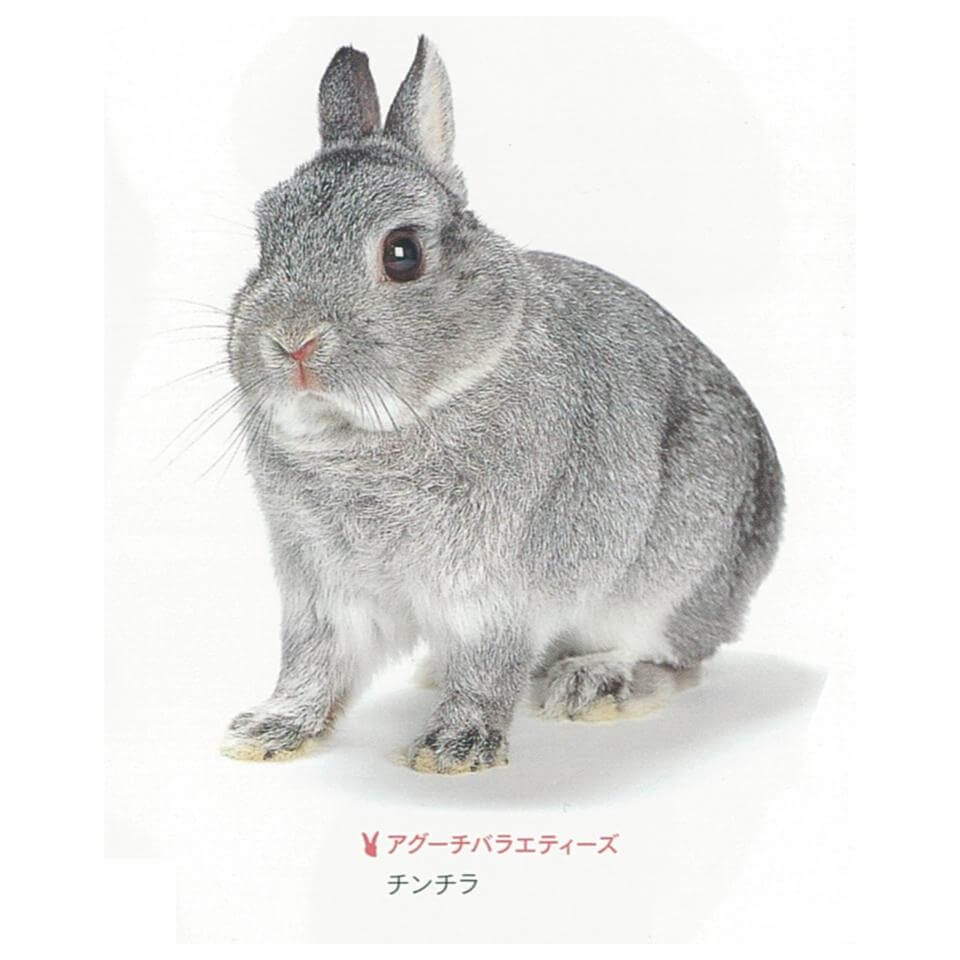 アグーチ　チンチラ