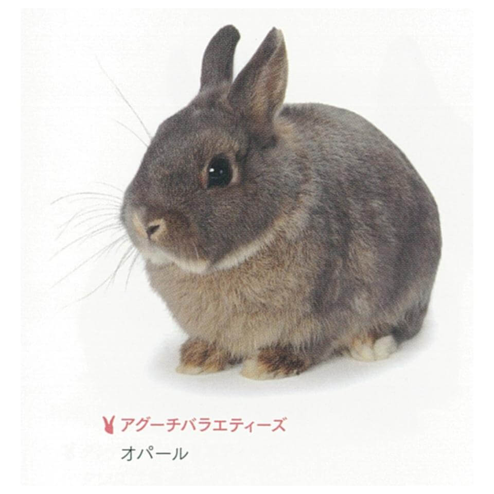 アグーチ　オパール