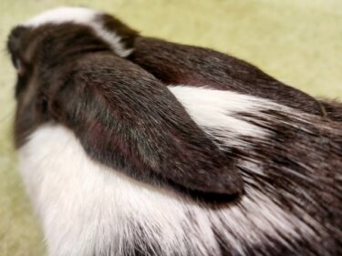 うさぎの耳
