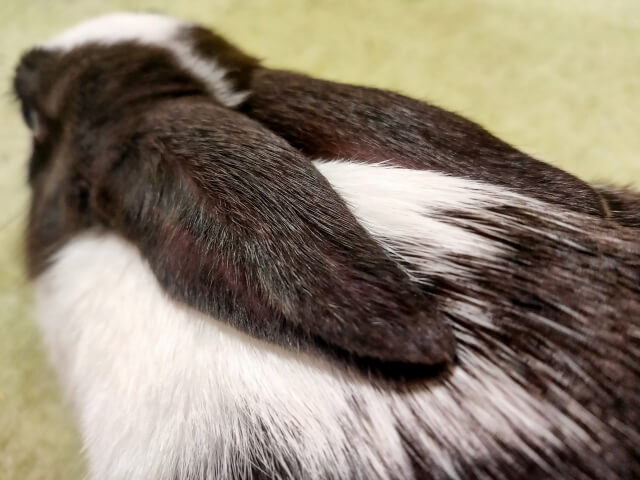 うさぎの耳