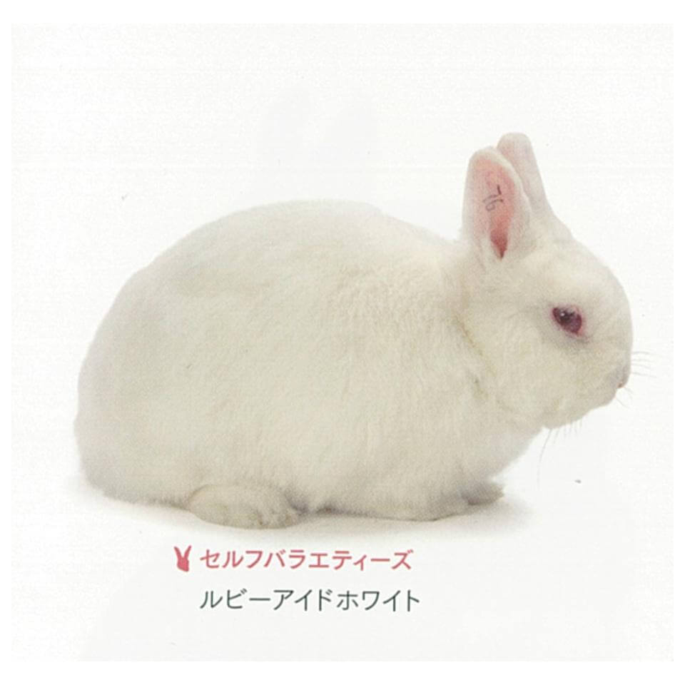 セルフ　ルビーアイドホワイト