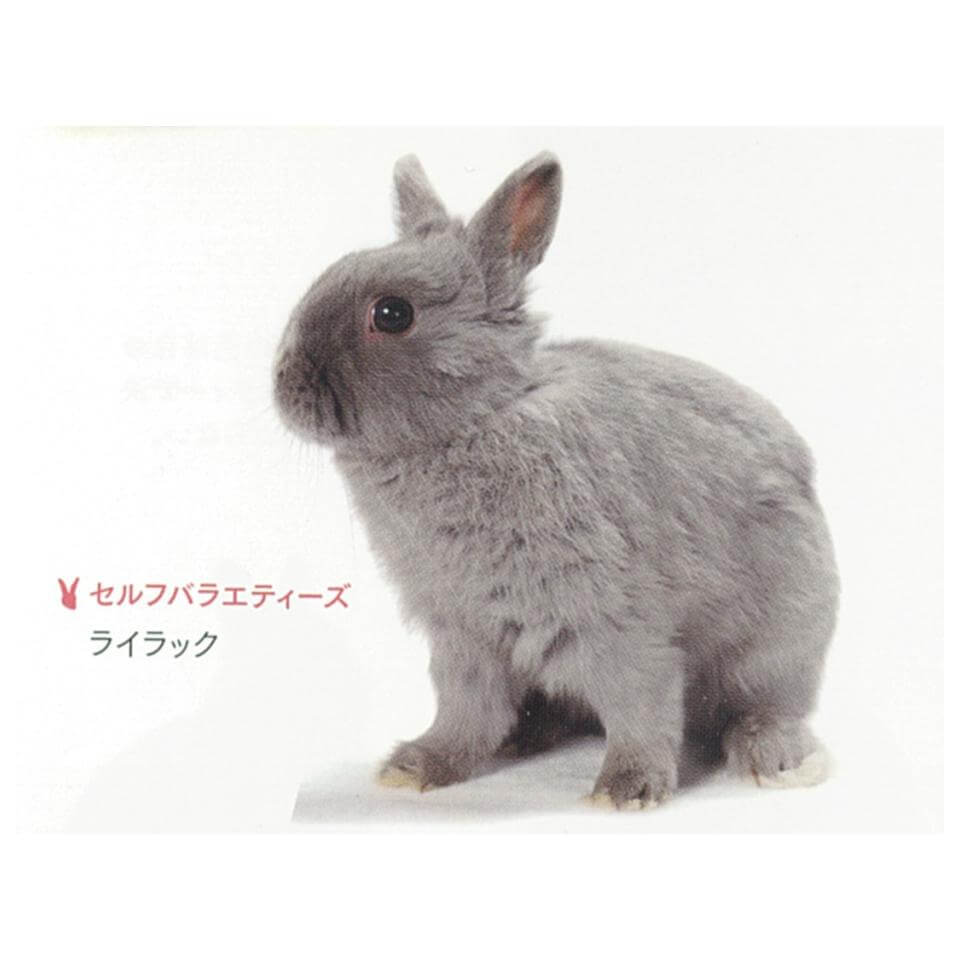 セルフ　ライラック