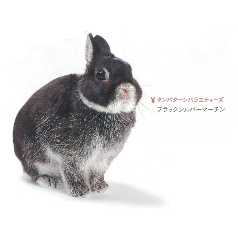 タンパターン　ブラックシルバーマーチン