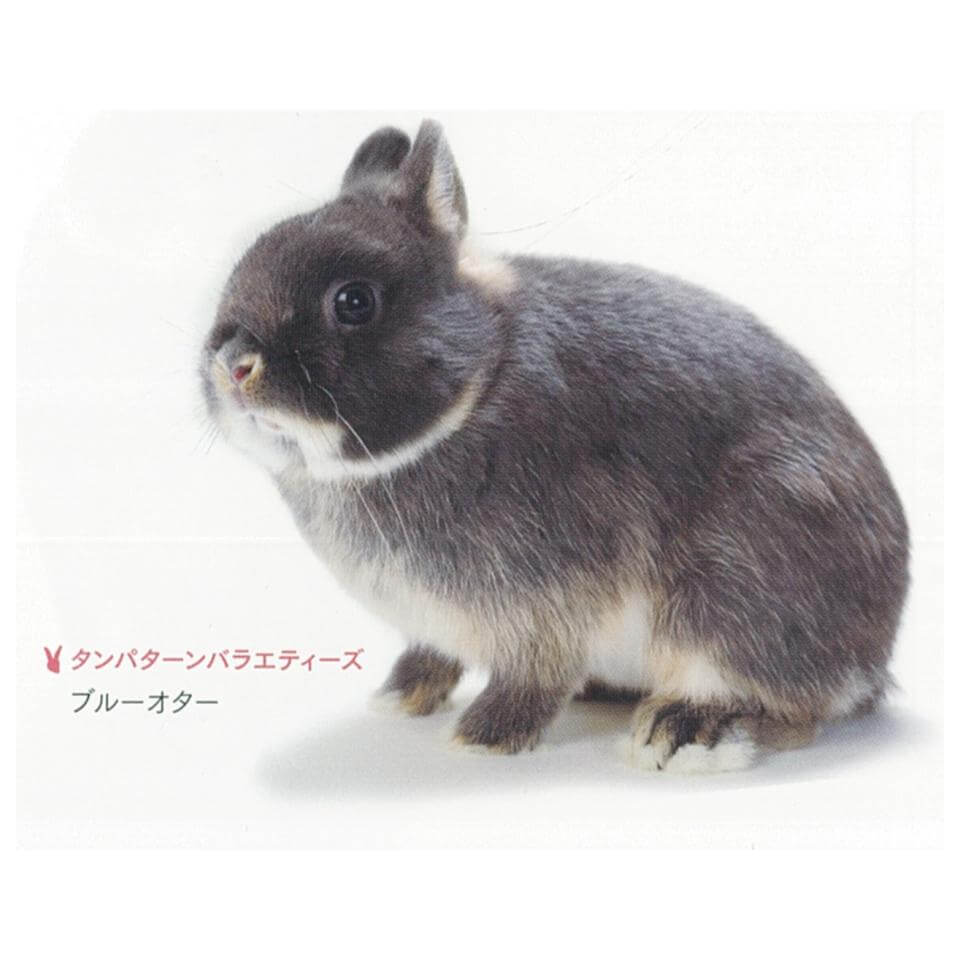 タンパターン　ブルーオター