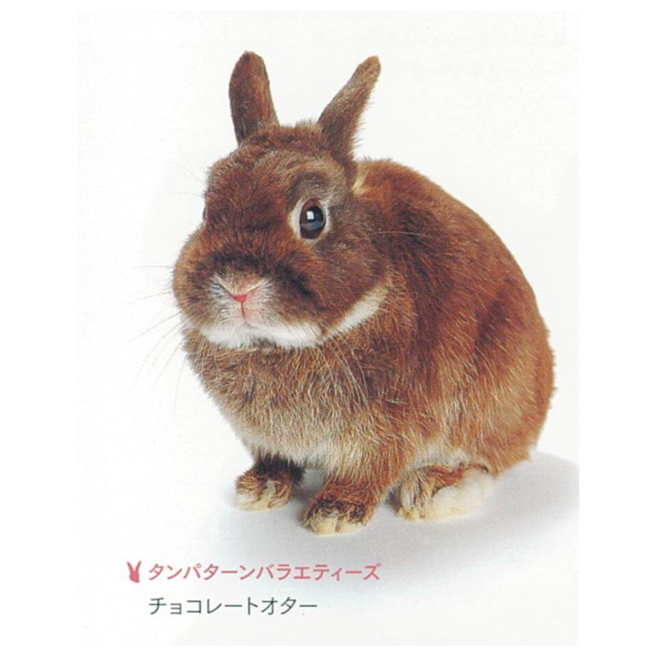 タンパターン　チョコレートオター