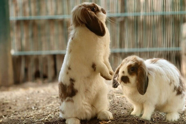 2匹のロップイヤー