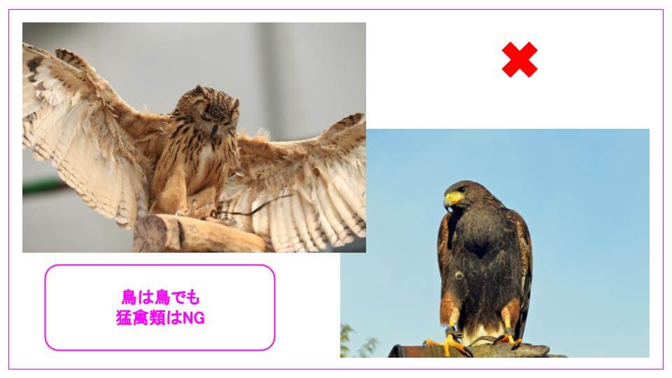 同じ鳥でも猛禽類はNG