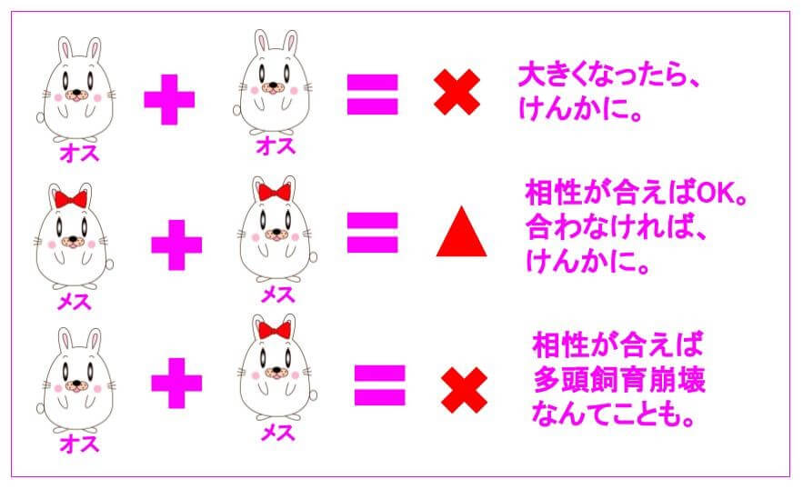 うさぎ同士の相性