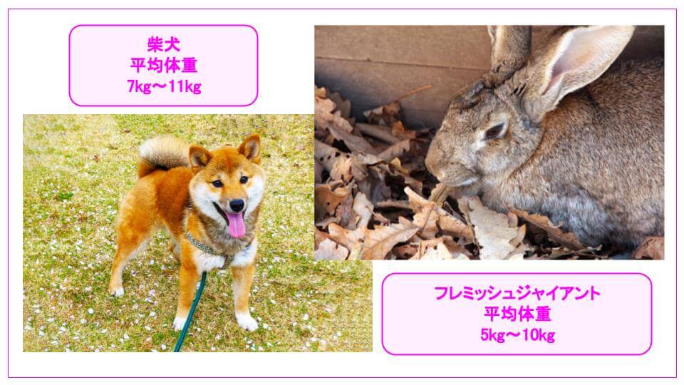 フレミッシュジャイアントと柴犬