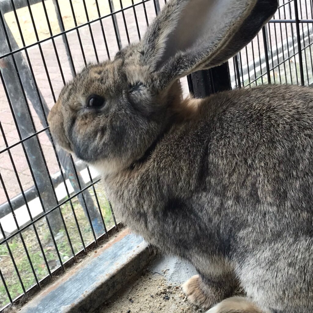 龍野公園動物園のフレミッシュジャイアント