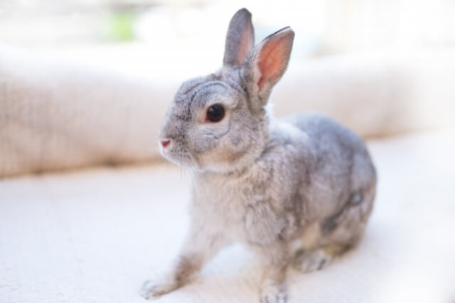 うさぎの 足ダン とは 理由や対策を知ろう うさブログ