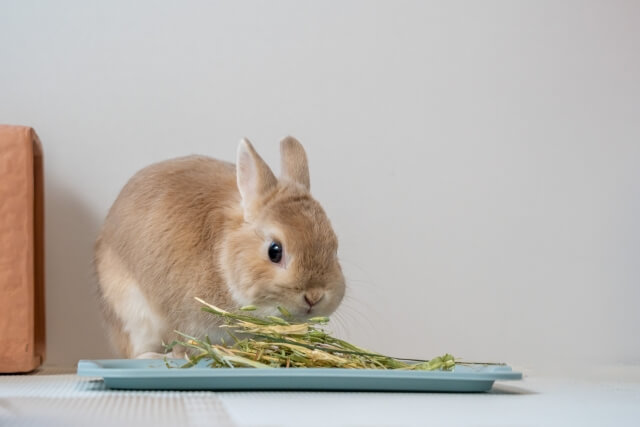 うさぎの 足ダン とは 理由や対策を知ろう うさブログ