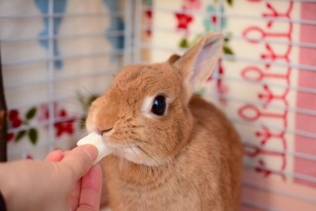 おやつをもらっているうさぎ