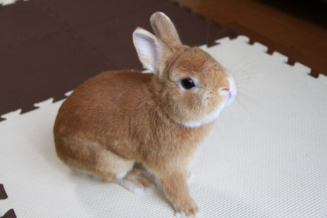 うさぎの 足ダン とは 理由や対策を知ろう うさブログ