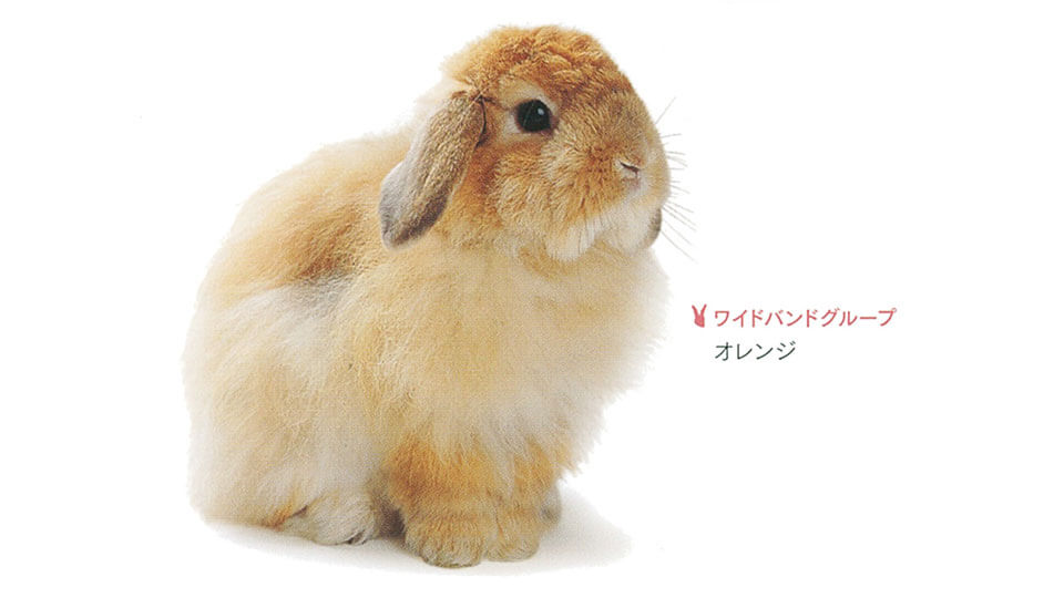 ワイドバンドオレンジ