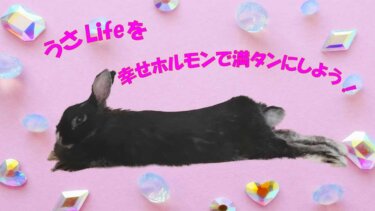 うさLifeを、幸せホルモンで満タンにしよう！