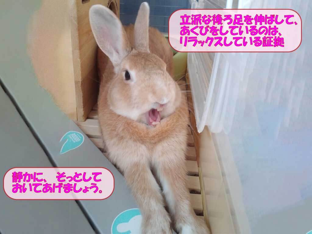 リラックスしてあくびをしているときは、そっとしておいてあげましょう