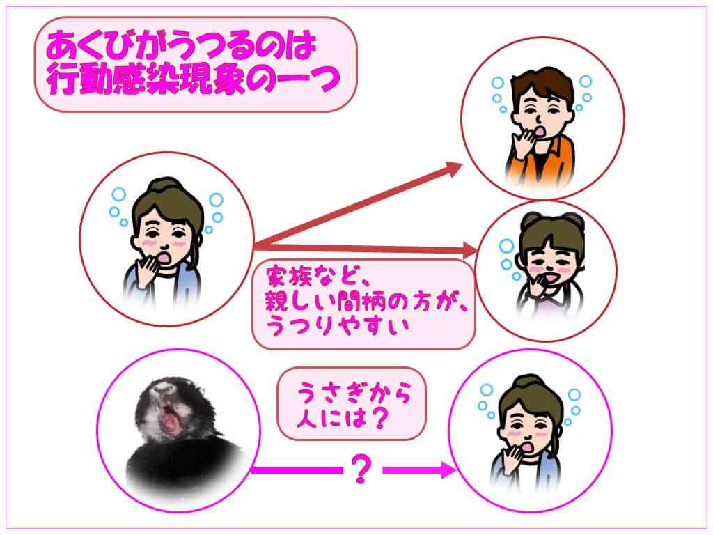あくびはうさぎから人にうつるの？