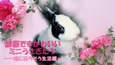 雑種でもかわいい、ミニうさぎたち～一緒に暮らそう生活編～