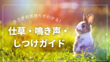 うさぎの気持ちがわかる！仕草・鳴き声・しつけガイド